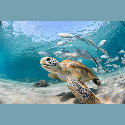 Blueoceanproject Coupon Codes & Discounts