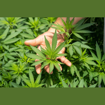 Wildflowerhempco Coupon Codes & Discounts