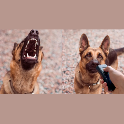 Barksnomore Coupon Codes & Discounts