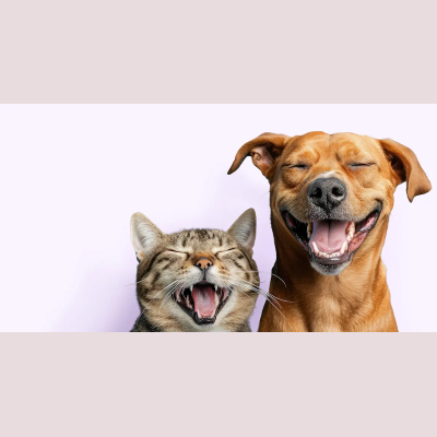 Embracepetinsurance Coupon Codes & Discounts
