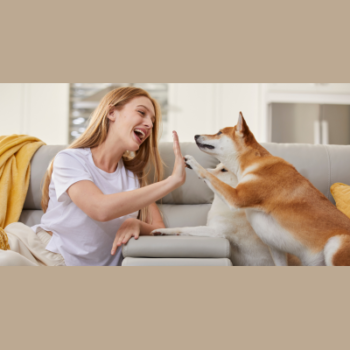 Petsmont Coupon Codes & Discounts