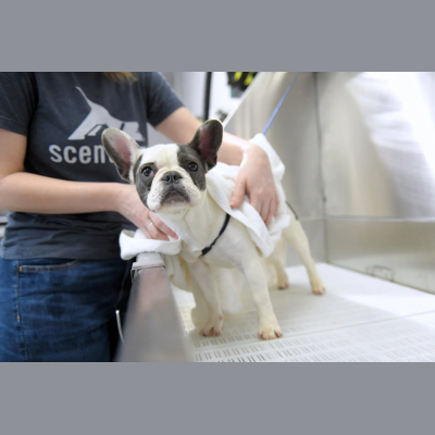 Scent Hound Coupon Codes & Discounts